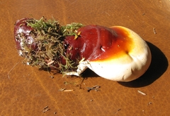 Ganoderma