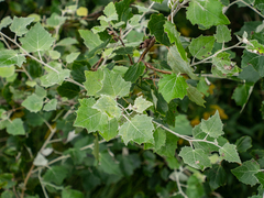 Populus alba