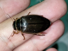 Dytiscus alaskanus