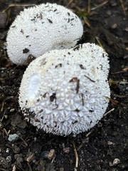 Lycoperdon marginatum