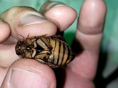 Dytiscus alaskanus