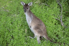 Macropus fuliginosus