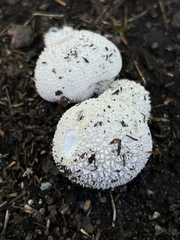 Lycoperdon marginatum