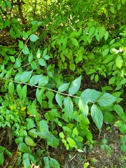 Lonicera maackii