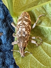 Cyphocleonus achates