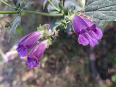 Nothochelone nemorosa