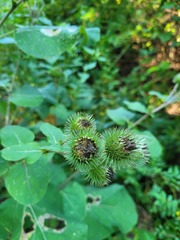 Arctium lappa