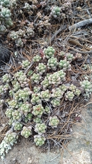 (c) Alejandro Gómez Maya, some rights reserved (CC BY) Sedum furfuraceum, photograph (c) Alejandro Gómez Maya, some rights reserved (CC BY)