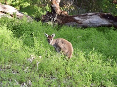 Macropus fuliginosus