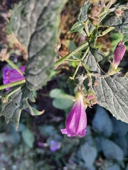 Nothochelone nemorosa