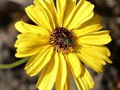 Agapostemon texanus