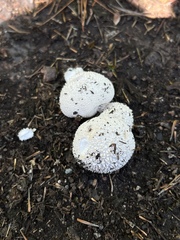 Lycoperdon marginatum