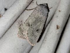 Agrotis vetusta