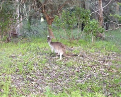 Macropus fuliginosus