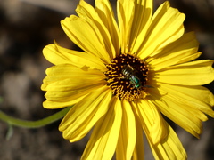 Agapostemon texanus