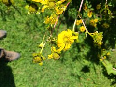 Silphium
