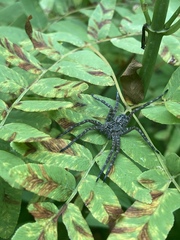 Dolomedes scriptus