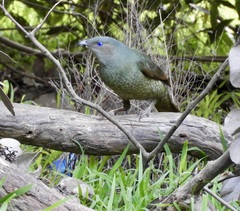 Ptilonorhynchus violaceus