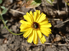 Agapostemon texanus