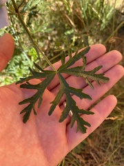 Malva moschata