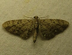 Eupithecia tripunctaria