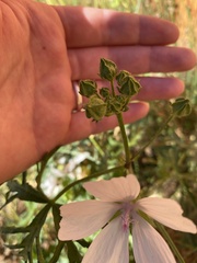Malva moschata