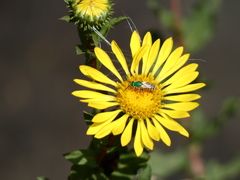Agapostemon texanus