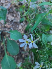 Phlox tenuifolia