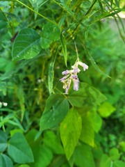 Amphicarpaea bracteata