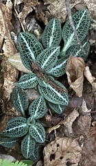Goodyera pubescens