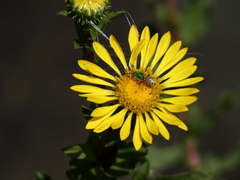 Agapostemon texanus