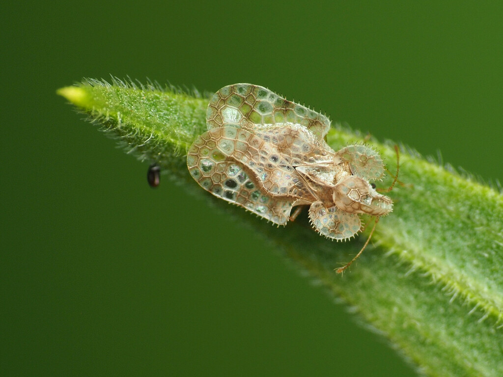 Chrysanthemum Lace Bug from Chillum, MD, USA on July 16, 2022 at 0416 PM by Katja Schulz