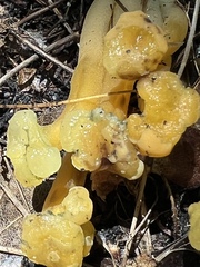 Leotia lubrica