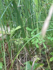 Thalictrum pubescens