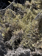 Artemisia californica