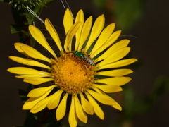 Agapostemon texanus