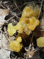Leotia lubrica