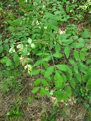 Fraxinus excelsior