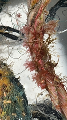 Rhodophyta