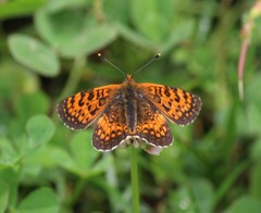 Melitaea