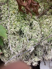 Sphagnum palustre