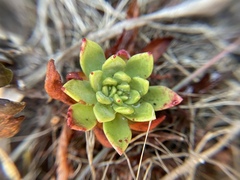 Dudleya