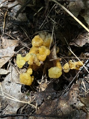 Leotia lubrica