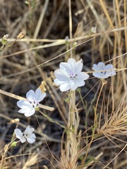 Blepharipappus scaber