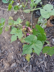 Ipomoea hederacea