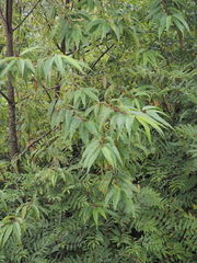 Prunus pensylvanica