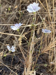 Blepharipappus scaber