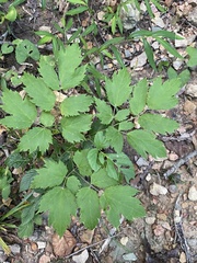 Actaea racemosa
