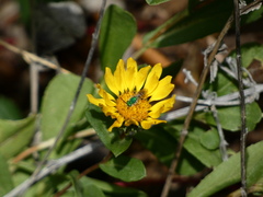 Agapostemon texanus