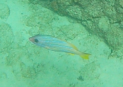 Lutjanus kasmira
